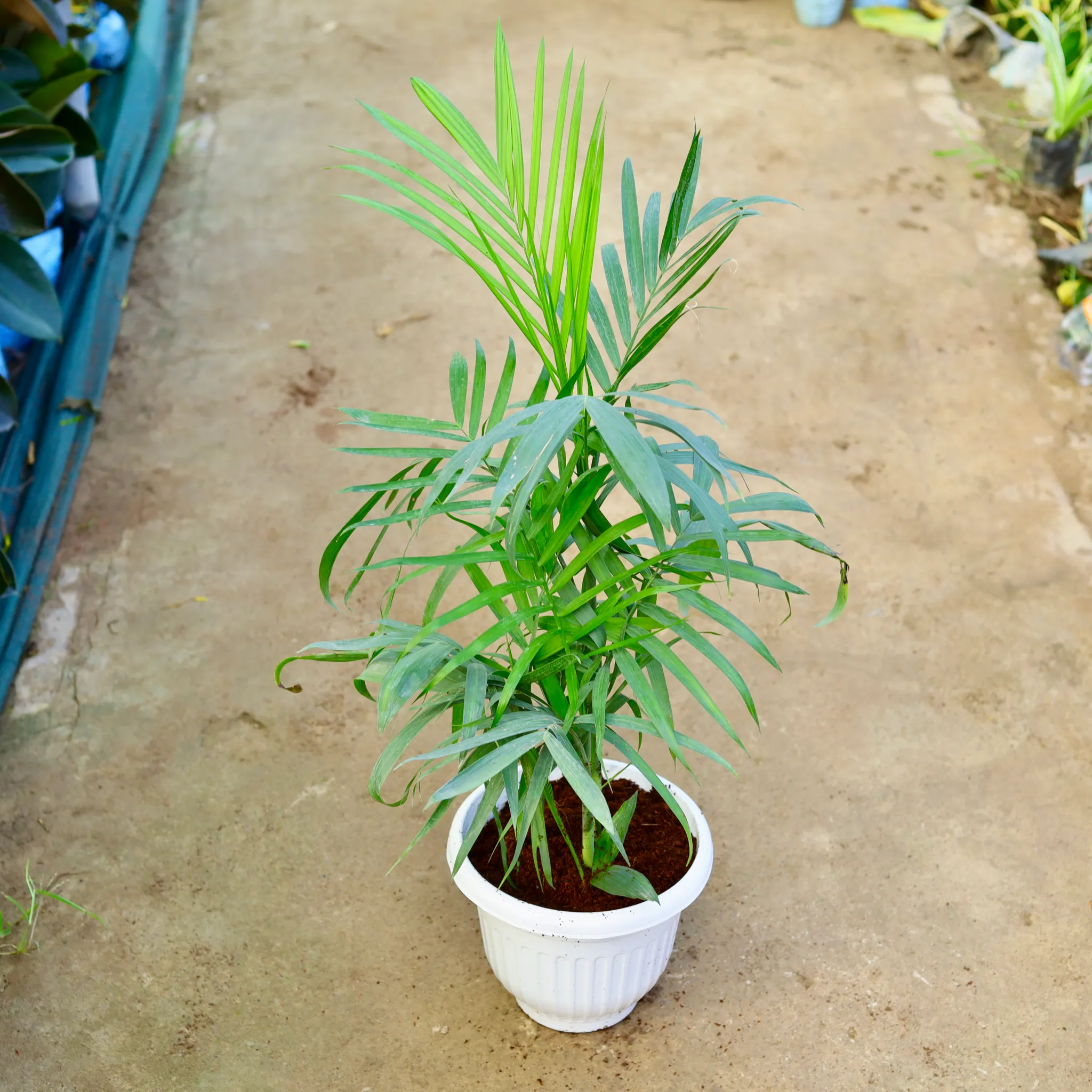 Bamboo Palm (~ 2 Ft) in 10 Inch White Olive Plastic Pot
