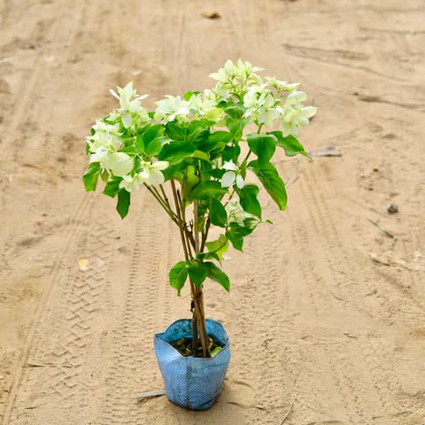 Mussaenda White in 7 Inch Nursery Bag