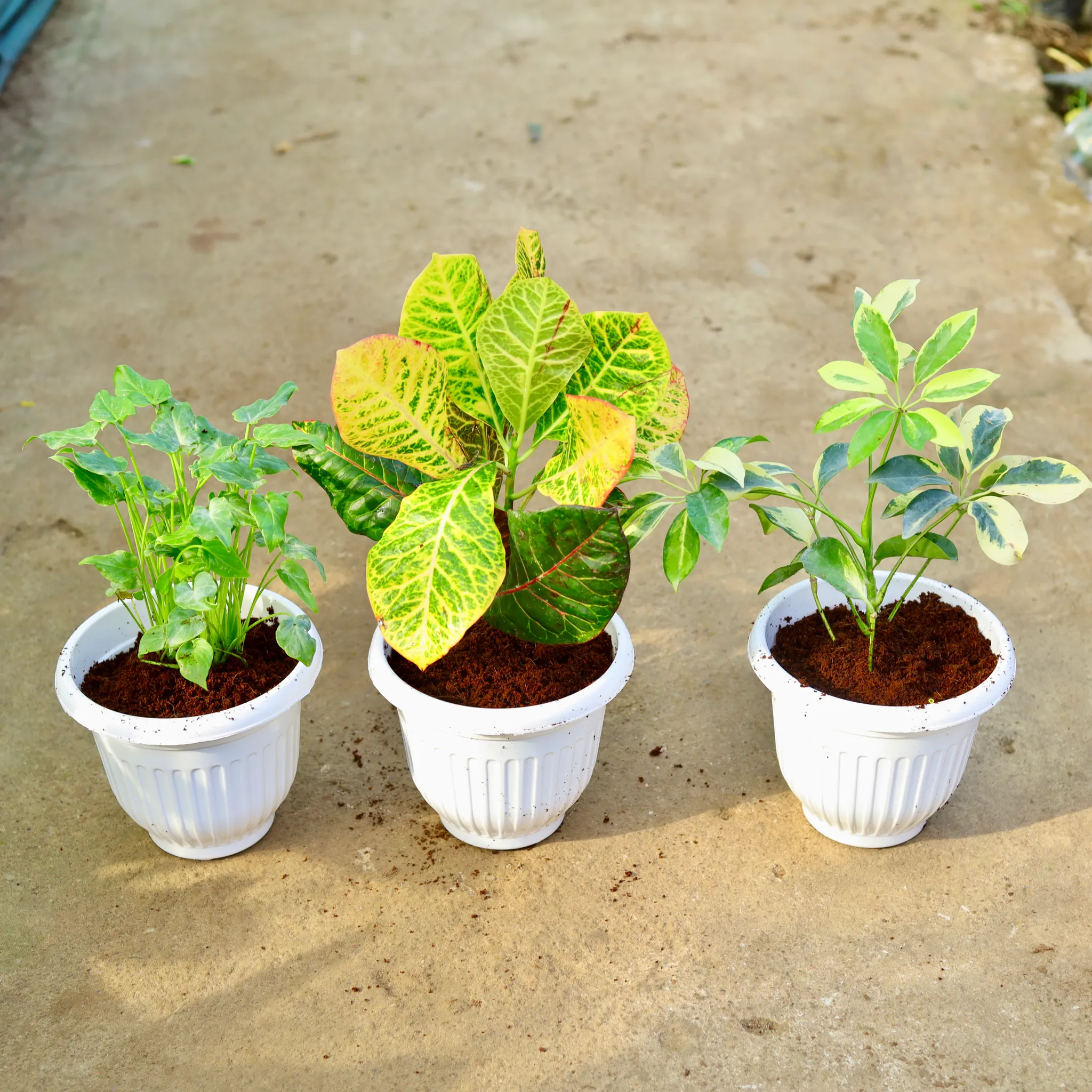 Set of 3 - Xanadu Green, Croton Petra & Schefflera High Colour in 8 Inch White Olive Plastic Pot