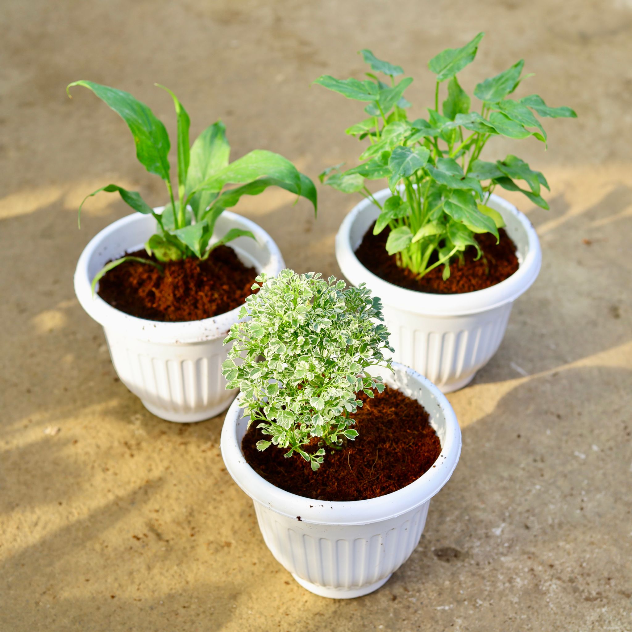 Set of 3 - Peace Lily, Aralia White & Xanadu Green in 8 Inch White Olive Plastic Pot