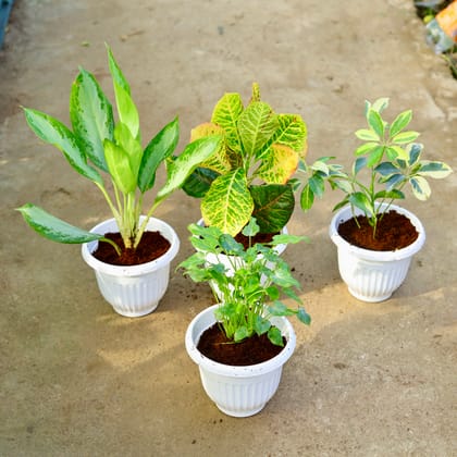 Buy Set of 4 - Aglaonema Broad Leaf, Croton Petra, Xanadu Green & Schefflera High Colour in 8 Inch White Olive Plastic Pot Online | Urvann.com