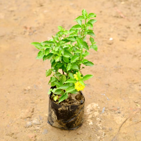 Lantana Yellow in 6 Inch Nursery Bag