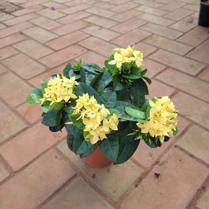 Buy Ixora Yellow Dwarf in 5 Inch Nursery Pot Online | Urvann.com