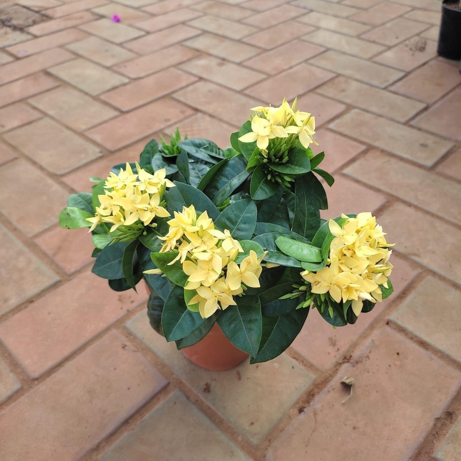 Ixora Yellow Dwarf in 5 Inch Nursery Pot