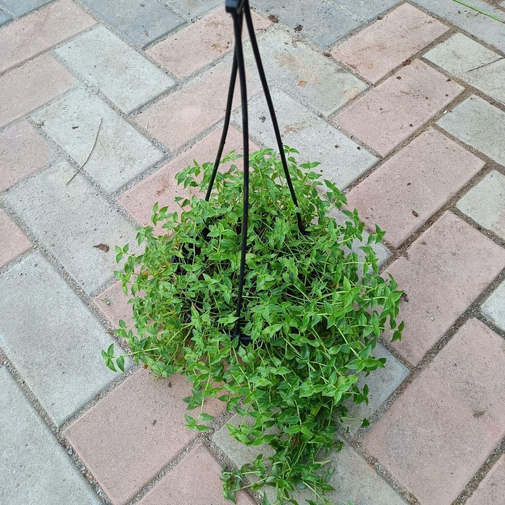 Buy Turtle Vine Mini in 6 Inch Hanging basket Online | Urvann.com Turtle Vine Mini in 6 Inch Hanging basket