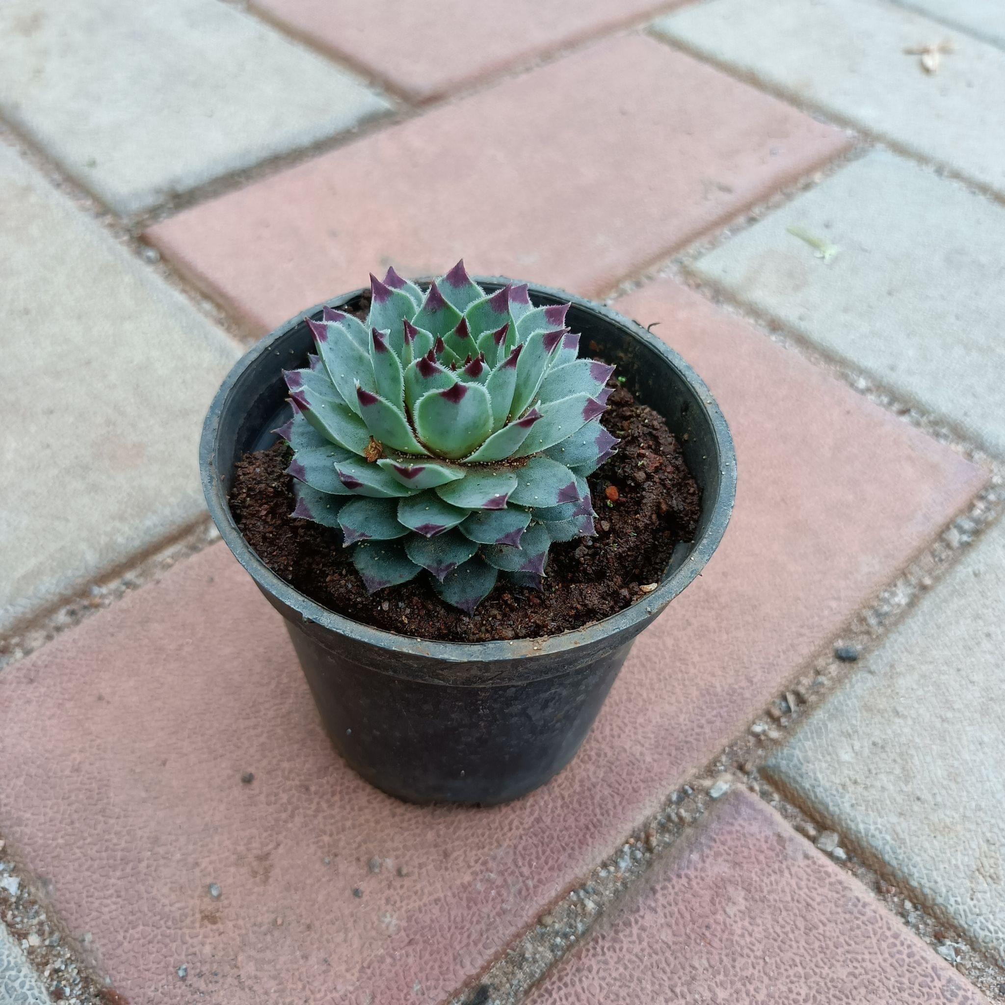 Laxmi Kamal Succulent in 3 Inch Nursery Pot