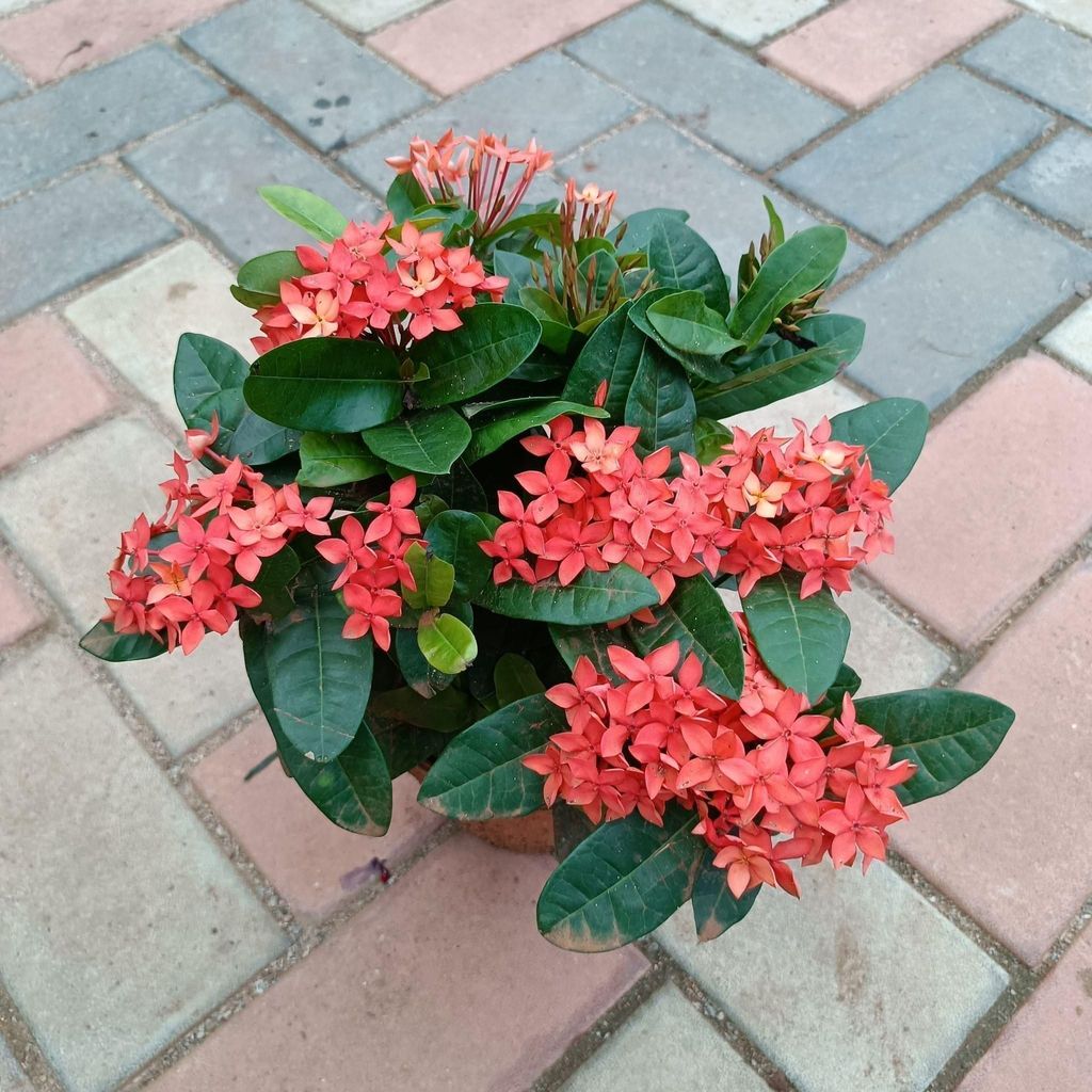 Buy Ixora Red Dwarf in 5 Inch Nursery Pot Online | Urvann.com Ixora Red Dwarf in 5 Inch Nursery Pot