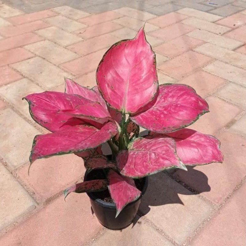 Buy Aglaonema Pink Bushy in 4 Inch Nursery Pot Online | Urvann.com Aglaonema Pink Bushy in 4 Inch Nursery Pot
