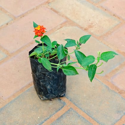 Buy Lantana (any colour) in 3 Inch Nursery Bag Online | Urvann.com