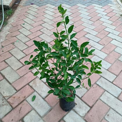 Buy Nimbu Kagzi ~ 2 ft in 6 Inch Nursery Bag Online | Urvann.com