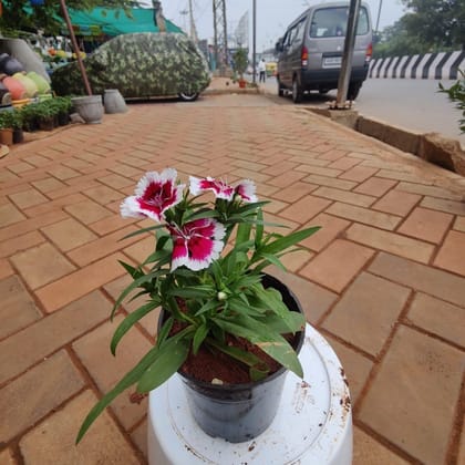 Buy Dianthus (any colour) in 4 Inch Nursery Pot Online | Urvann.com