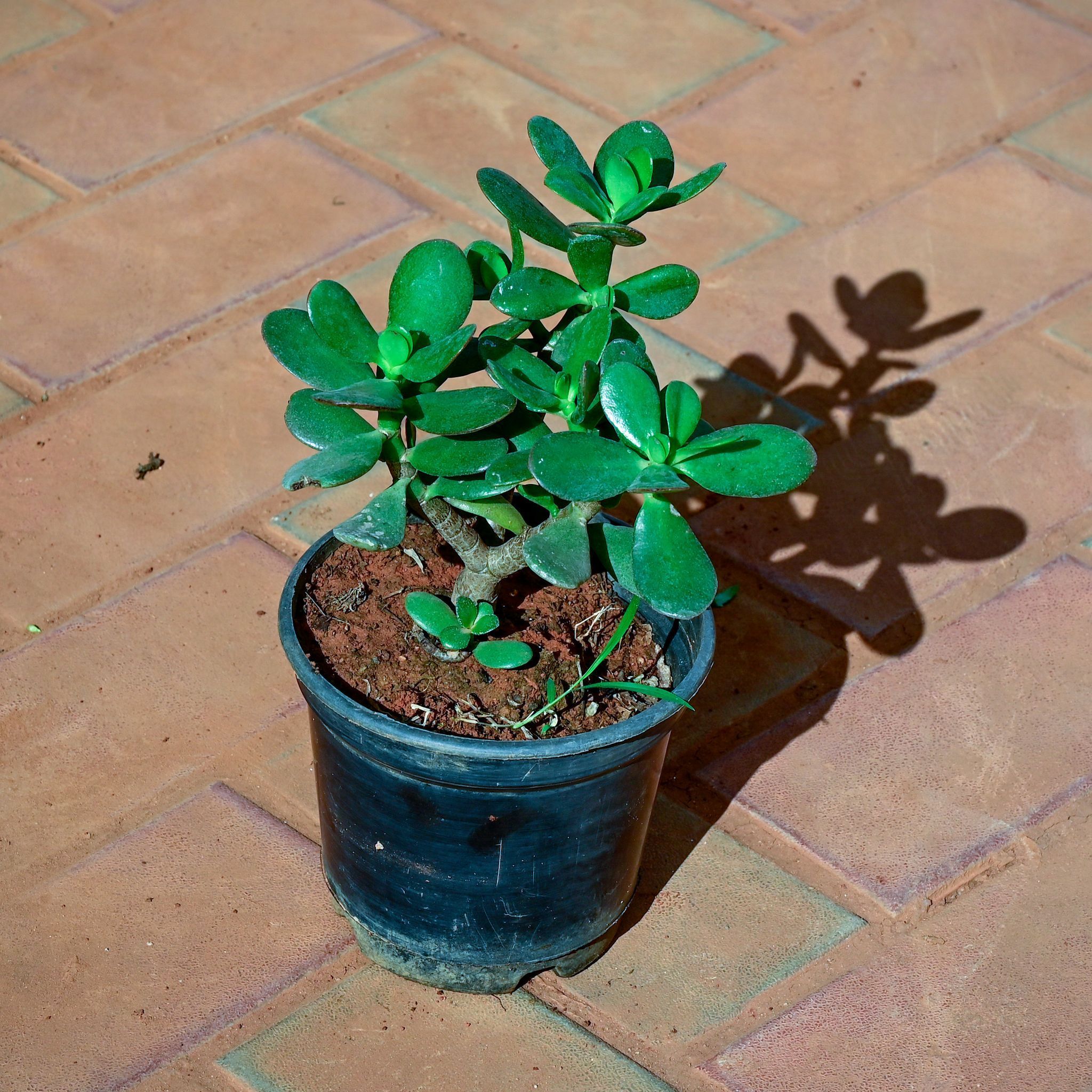 Crassula in 5 Inch Nursery Pot