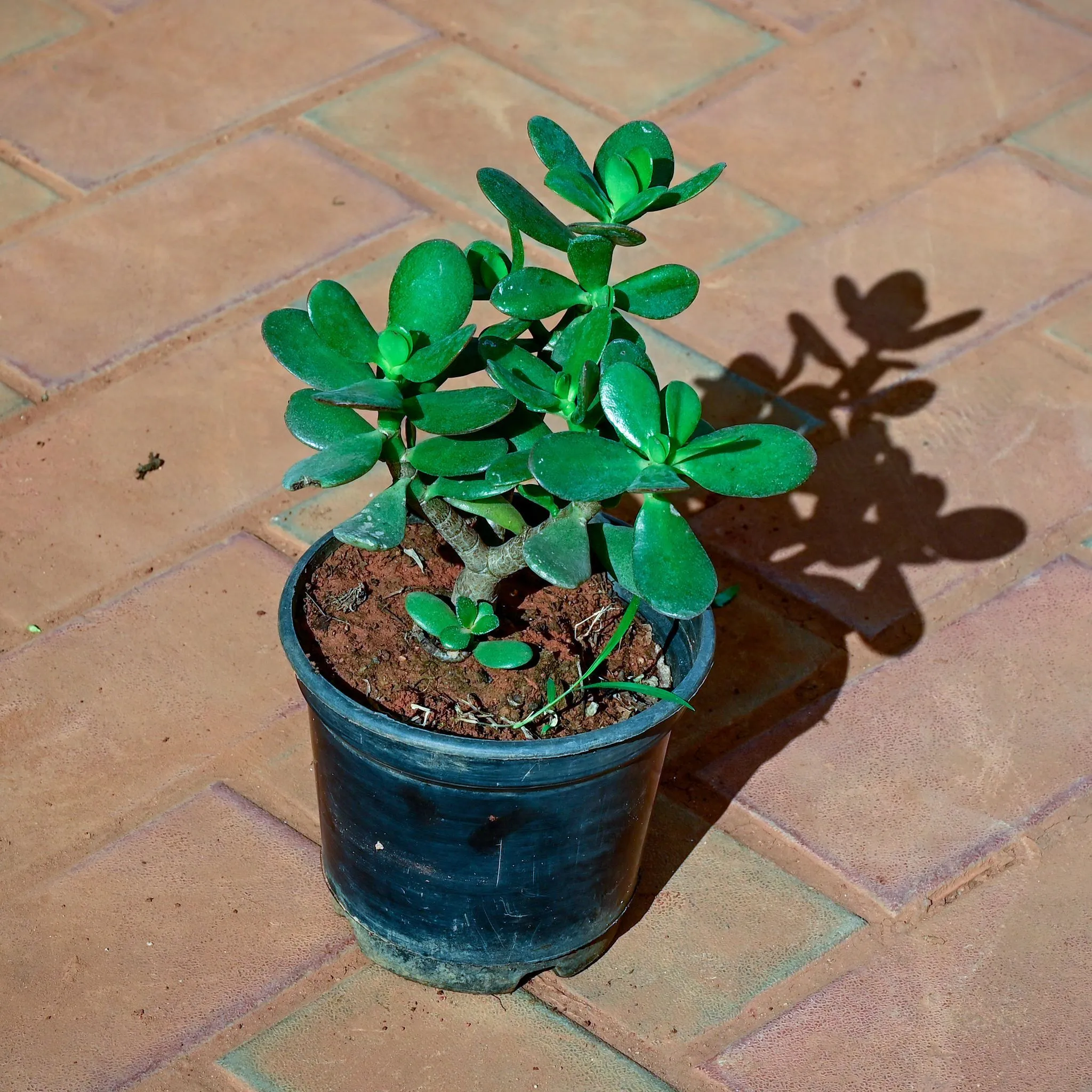 Crassula in 5 Inch Nursery Pot