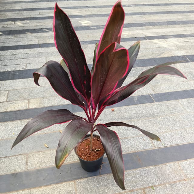 Buy Dracaena Kedarnath Mahatma in 6 Inch Nursery Pot Online | Urvann.com