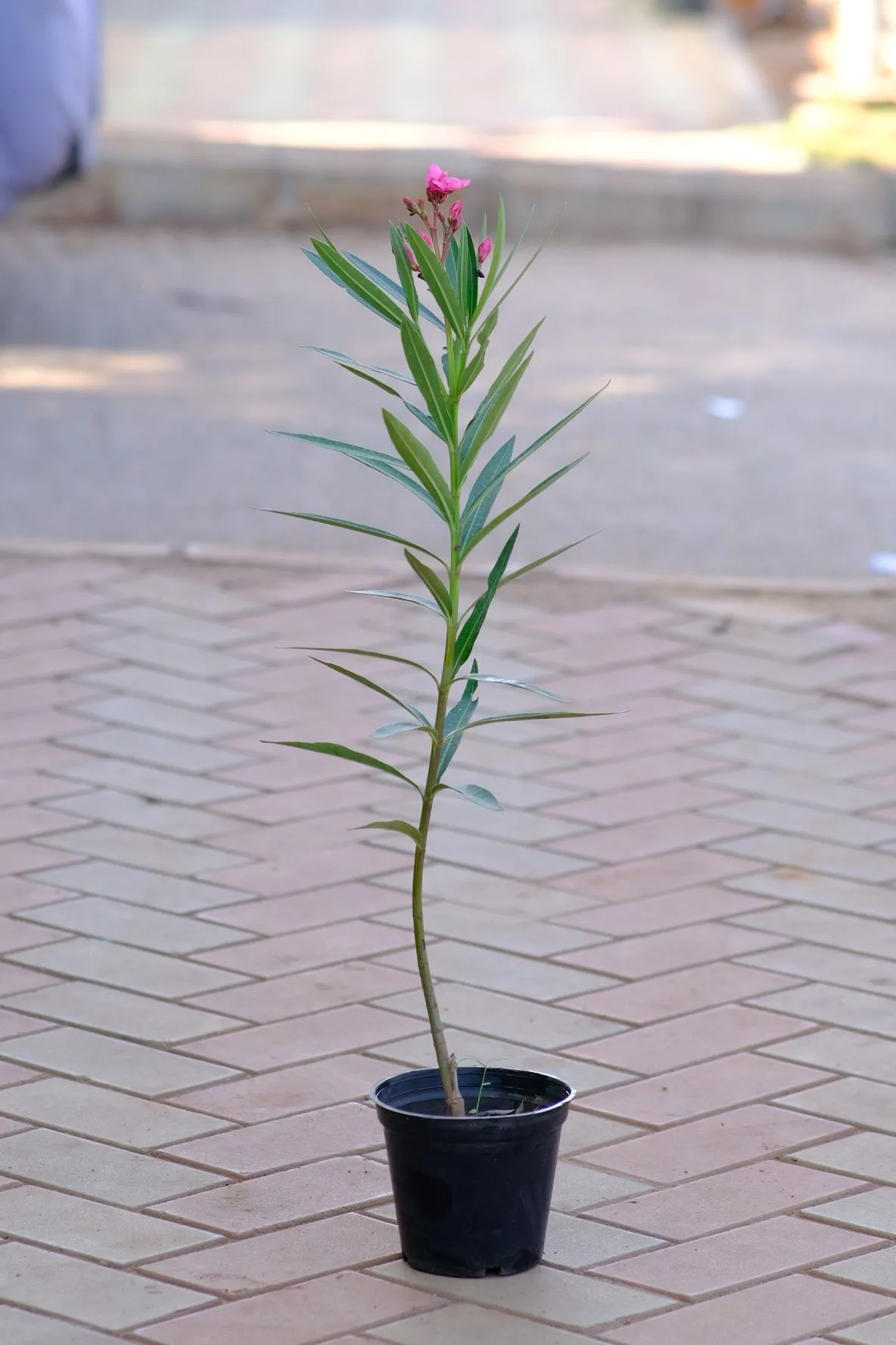 Kaner / Oleander Pink in 4 Inch Nursery Pot