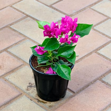 Buy Bougainvillea Pink Dwarf in 5 Inch Nursery Pot Online | Urvann.com