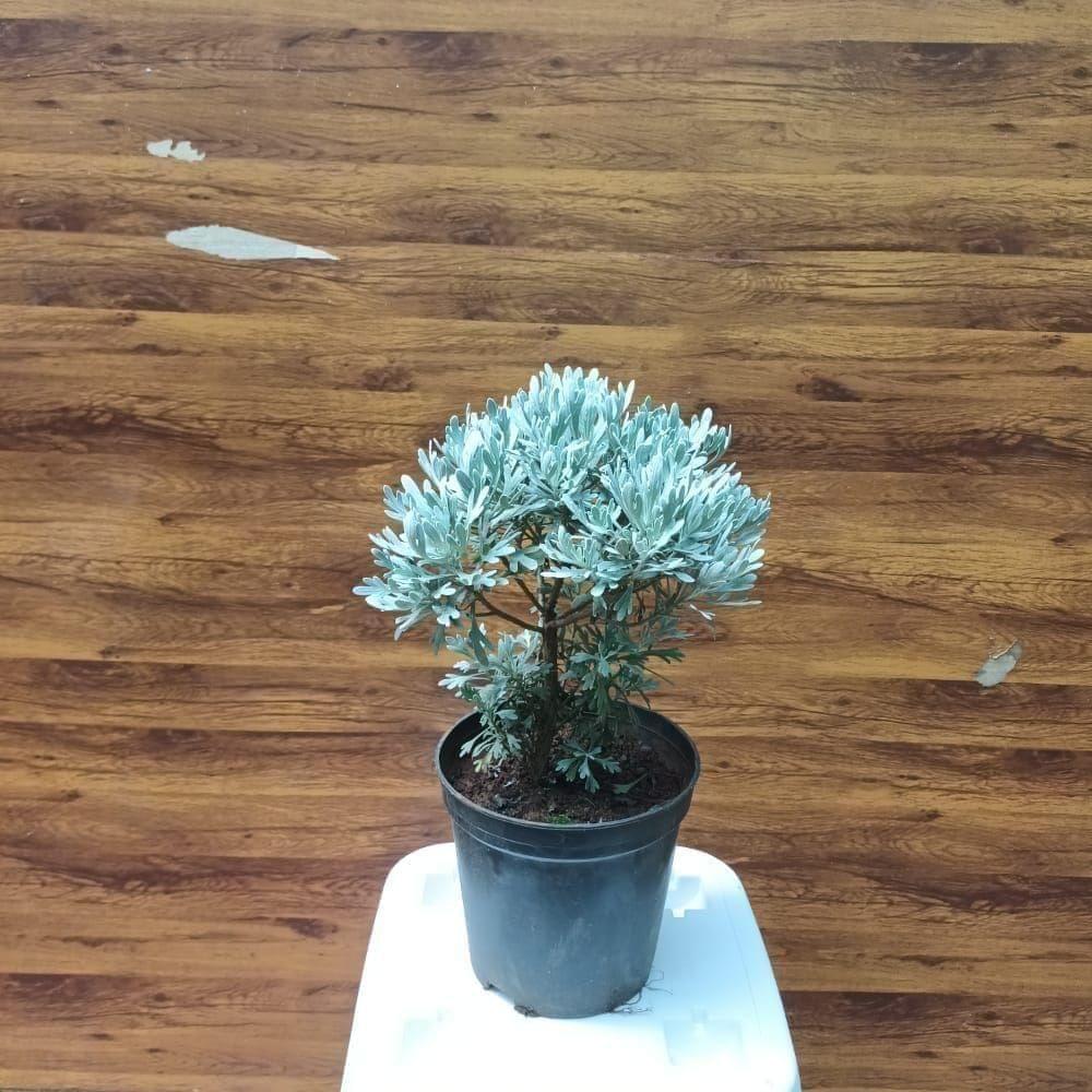 Buy Lavender in 5 Inch Nursery Pot Online | Urvann.com Lavender in 5 Inch Nursery Pot