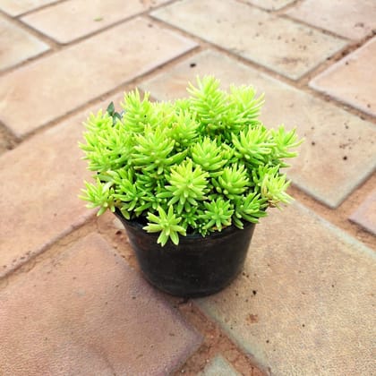 Buy Sedum Yellow Golden Succulent in 3 Inch Nursery Pot Online | Urvann.com