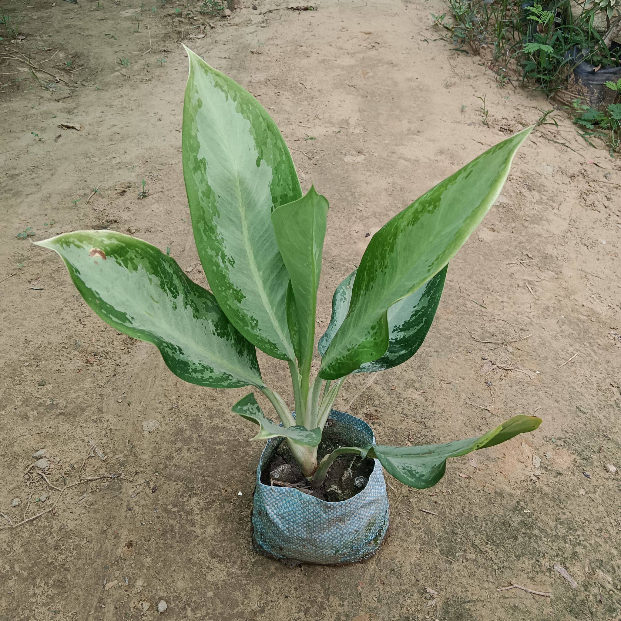 Aglaonema Emerald Bay in 5 Inch Nursery bag