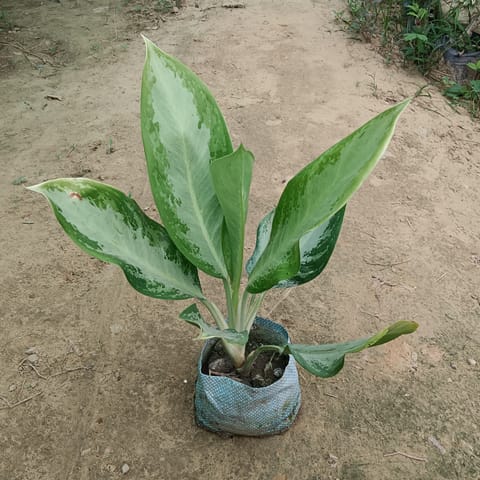 Aglaonema Emerald Bay in 5 Inch Nursery bag