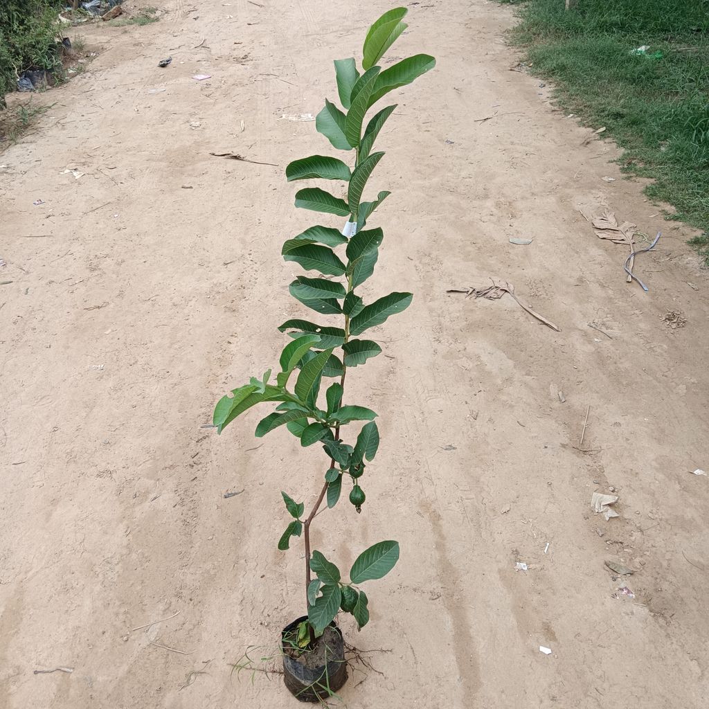 L-49 Guava/Amrood (~ 3-5 Ft) in 6 Inch Nursery Bag L-49 Guava/Amrood (~ 3-5 Ft) in 6 Inch Nursery Bag