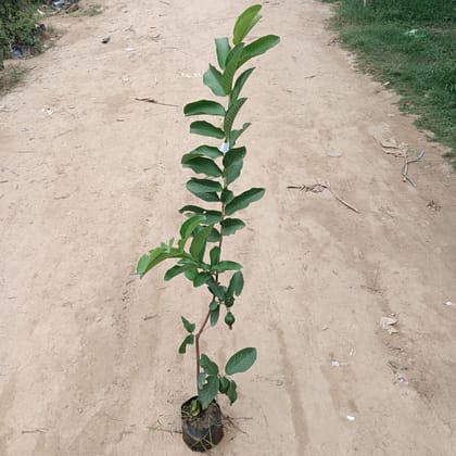 L-49 Guava/Amrood (~ 3-5 Ft) in 6 Inch Nursery Bag