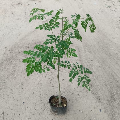 Drumstick / Moringa / Sahjan Plant in 5 Inch Nursery Bag