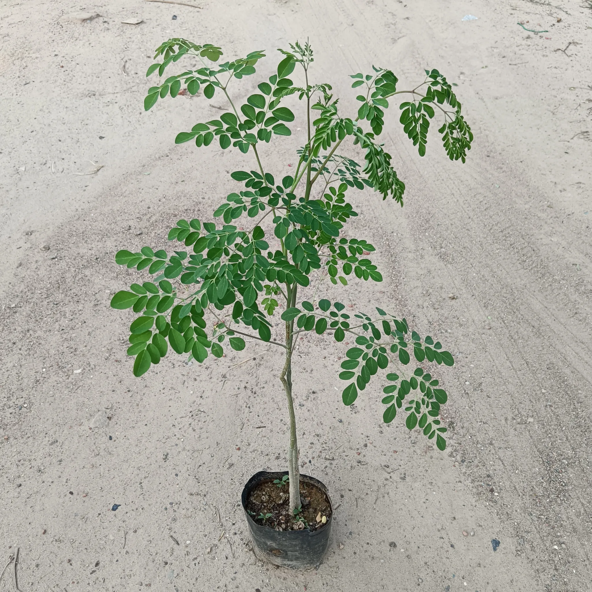 Drumstick / Moringa / Sahjan Plant in 5 Inch Nursery Bag