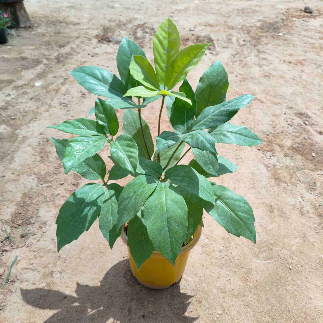 Golden Brassia in 6 Inch Nursery Pot