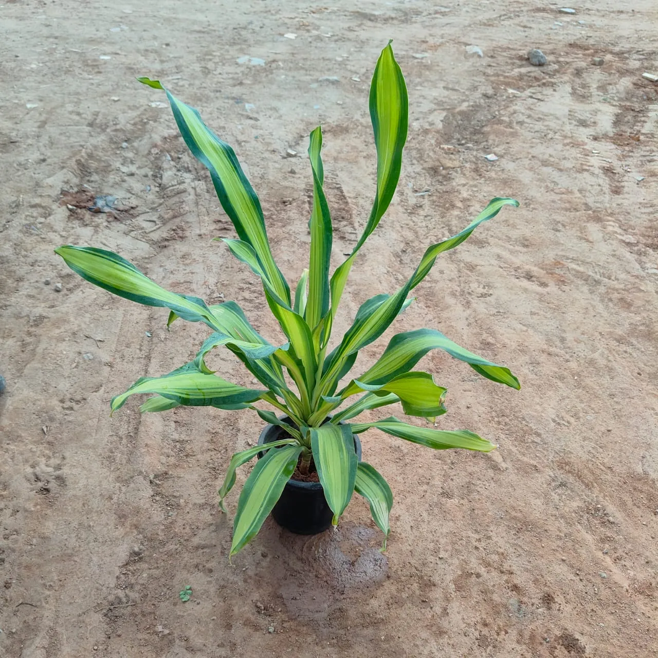 Dracaena Victory in 8 Inch Nursery Pot