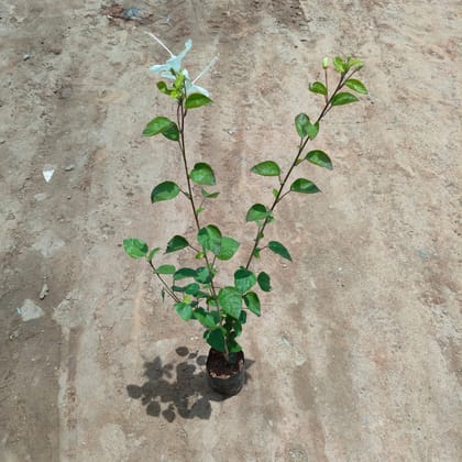 Buy Hibiscus White in 4 Inch Nursery Bag Online | Urvann.com