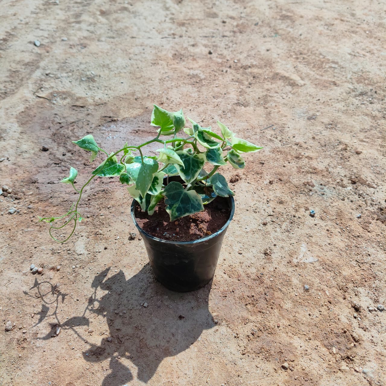 English Ivy in 4 Inch Nursery Pot