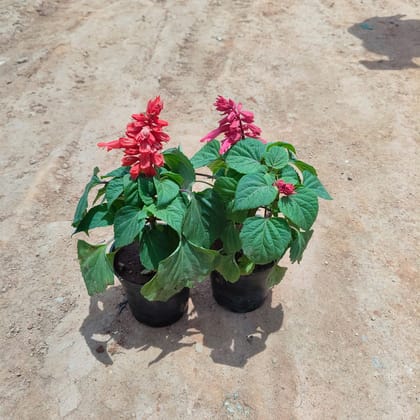 Buy Set of 2 - Celosia / Cockscomb (Pink & Red) in 4 Inch Nursery Pot Online | Urvann.com