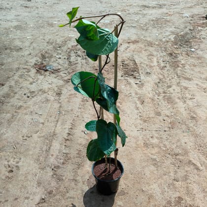 Buy Paan Big Leaf  in 5 Inch Nursery Pot Online | Urvann.com