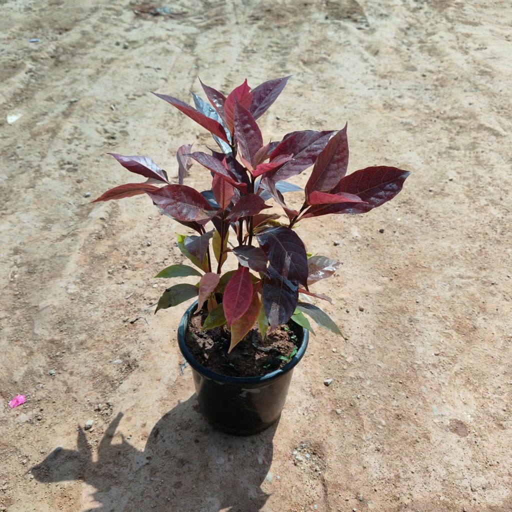 Eranthemum Red in 5 Inch Nursery Pot