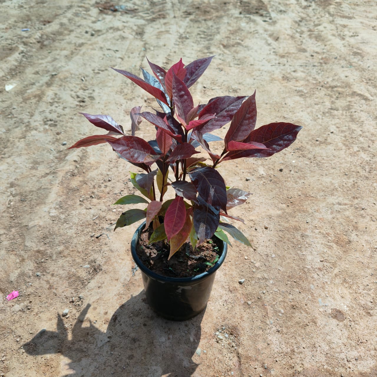 Eranthemum Red in 5 Inch Nursery Pot
