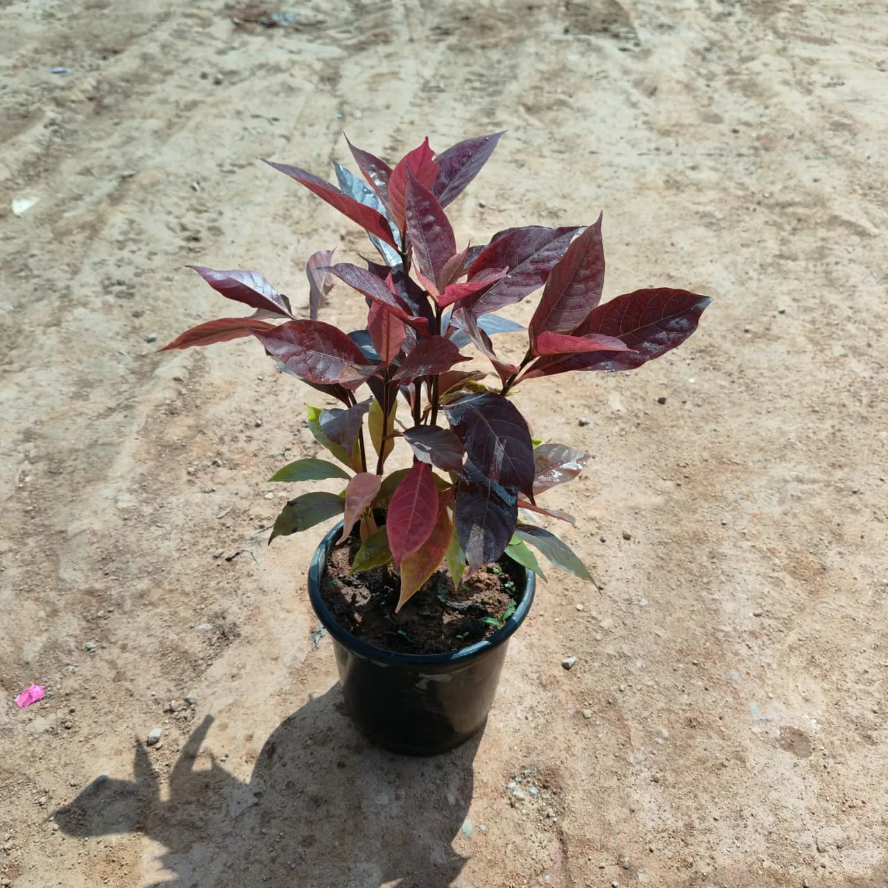Eranthemum Red in 5 Inch Nursery Pot