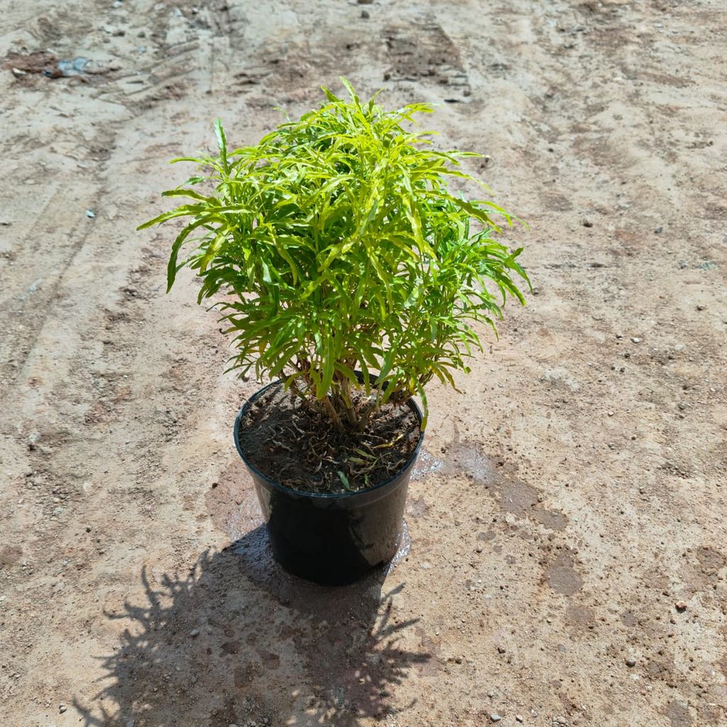 Buy Aralia Golden in 5 Inch Nursery Pot Online | Urvann.com Aralia Golden in 5 Inch Nursery Pot