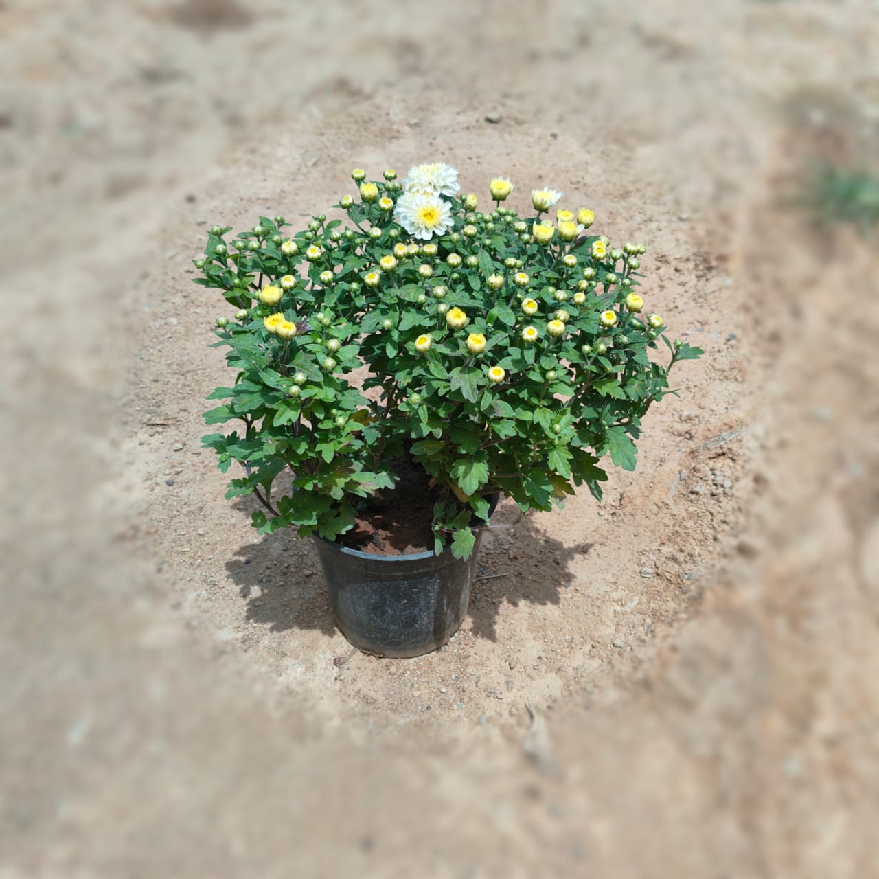 Chrysanthmum / Guldawari (any colour) in 6 Inch Nursery Pot