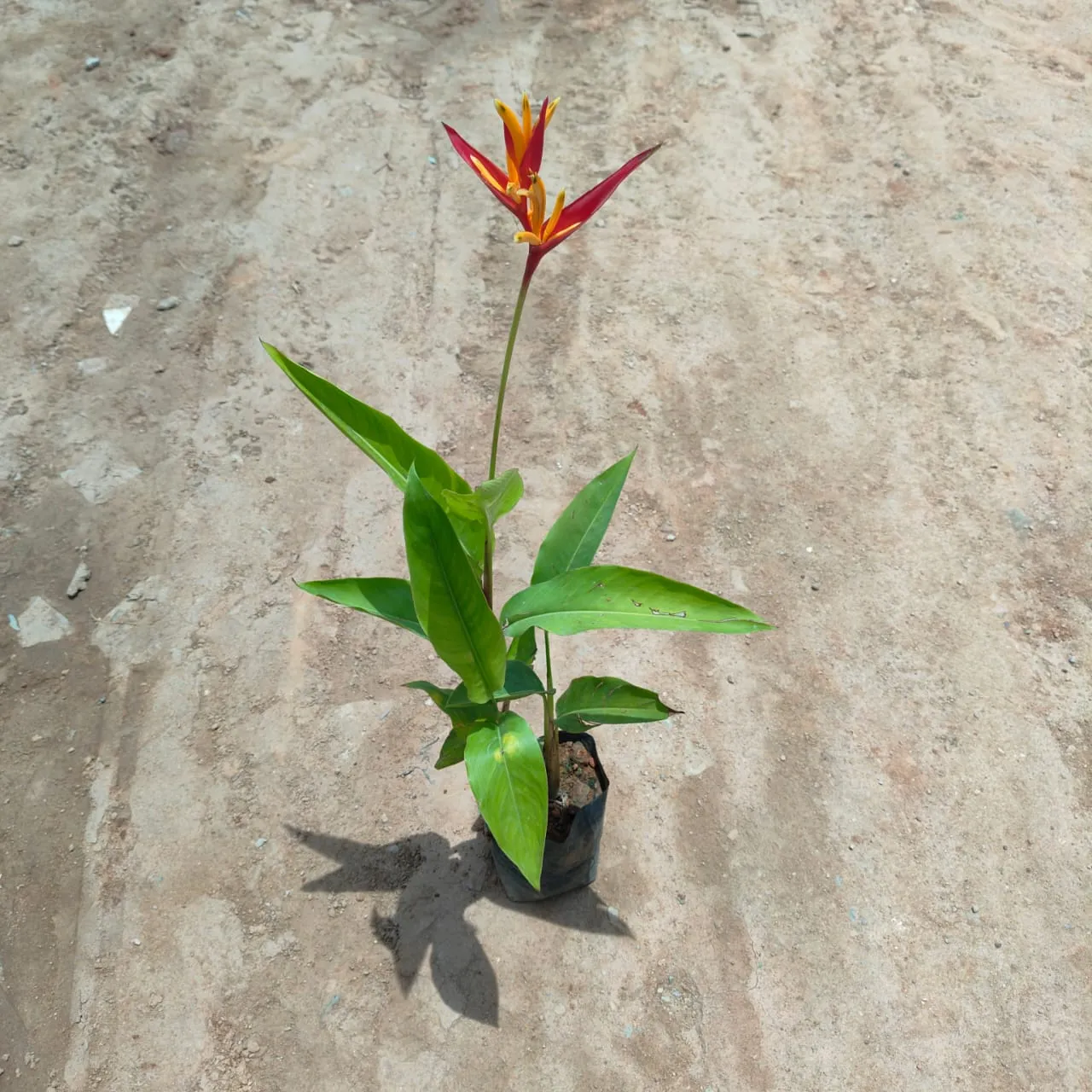 Heliconia (any colour) in 4 Inch Nursery Bag