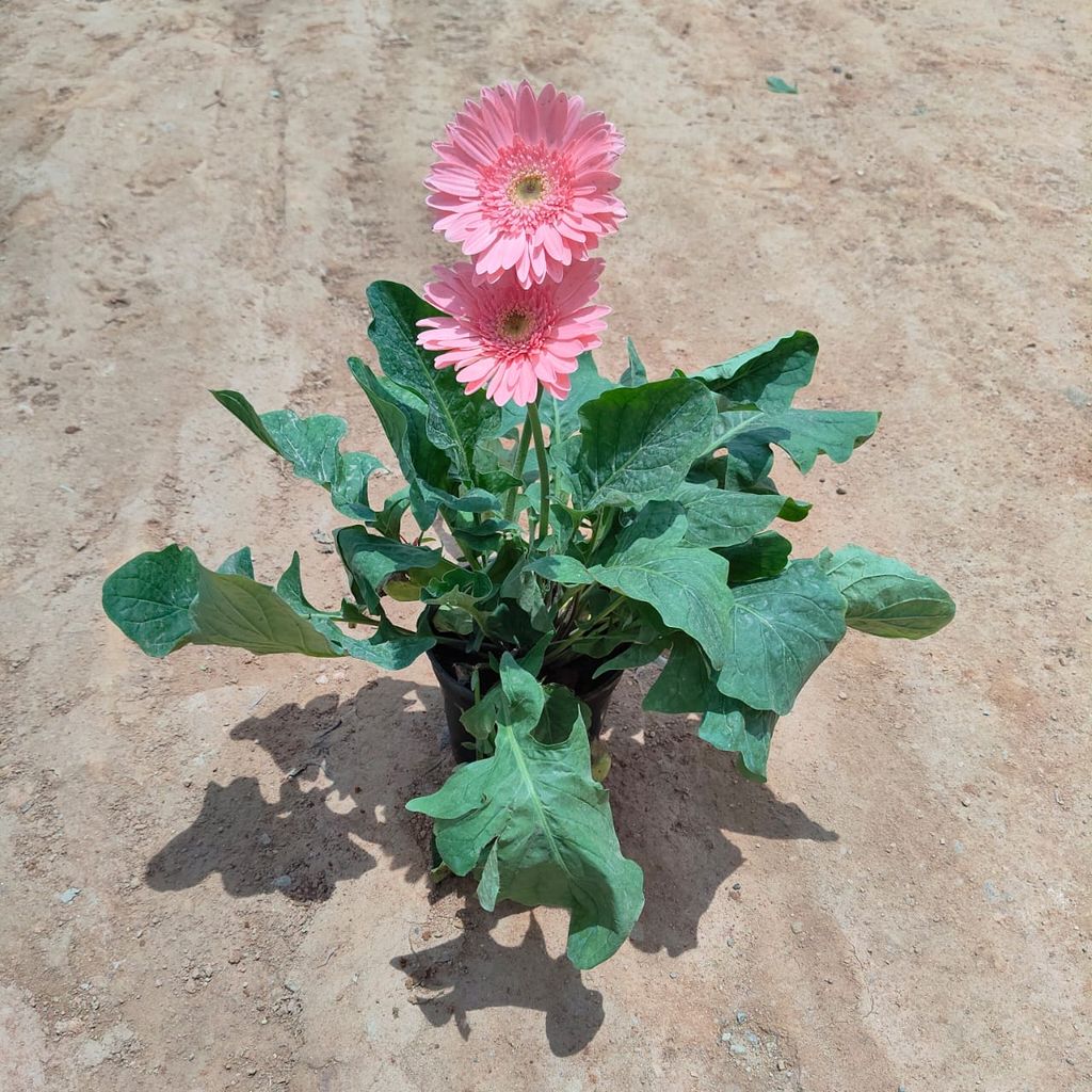 Buy Gerbera (any colour) in 5 Inch Nursery Pot Online | Urvann.com Gerbera (any colour) in 5 Inch Nursery Pot