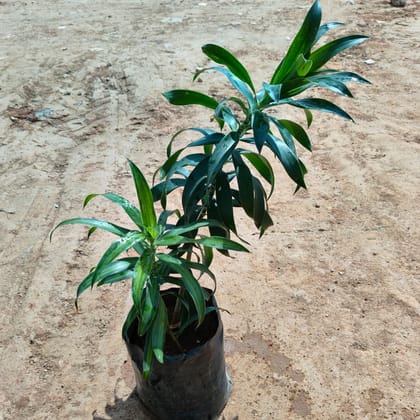 Buy Song of India Green  in 8 Inch Nursery Bag Online | Urvann.com