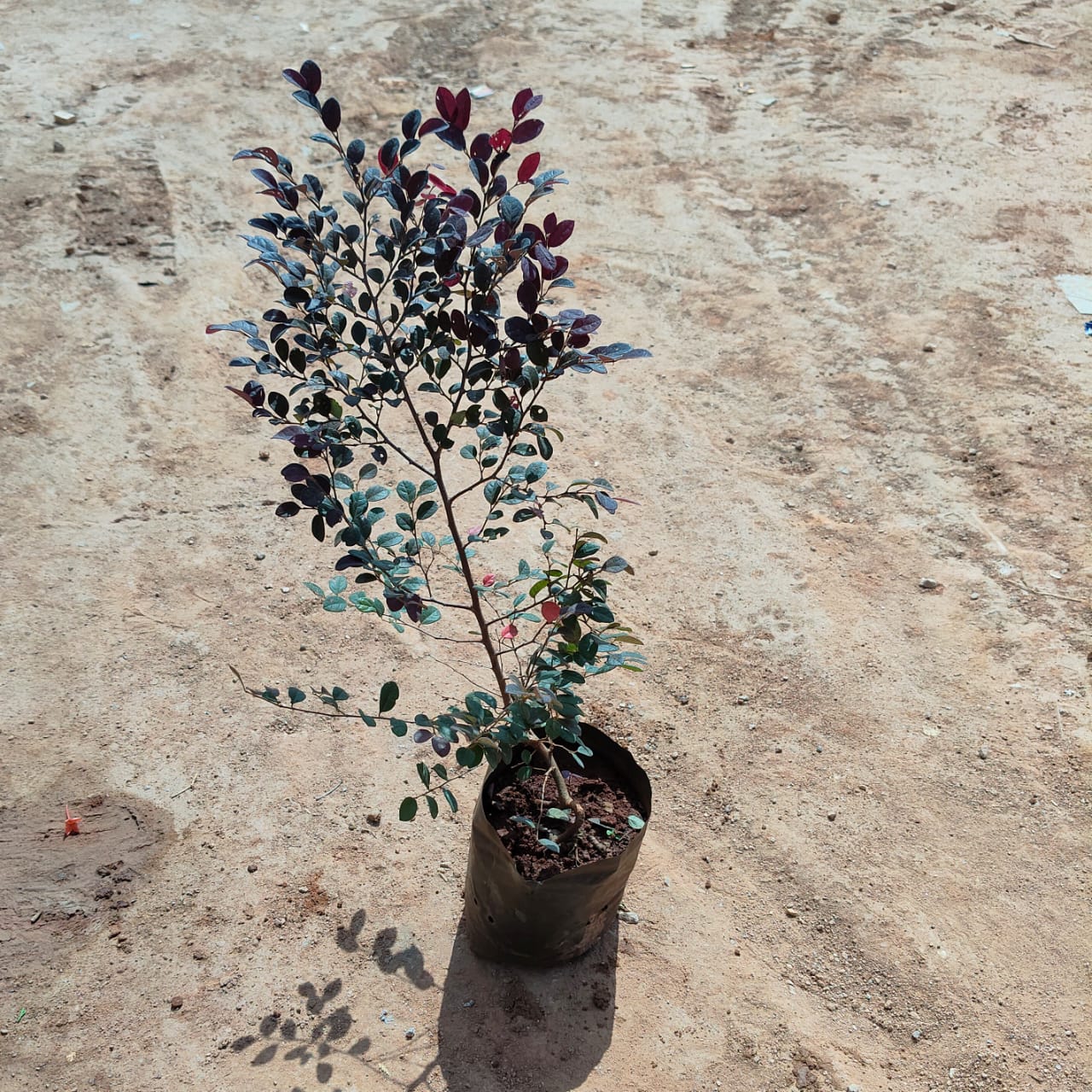 Loropetlum in 6 Inch Nursery Bag