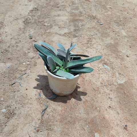 Gasteria Succulent in 5 Inch Nursery Pot