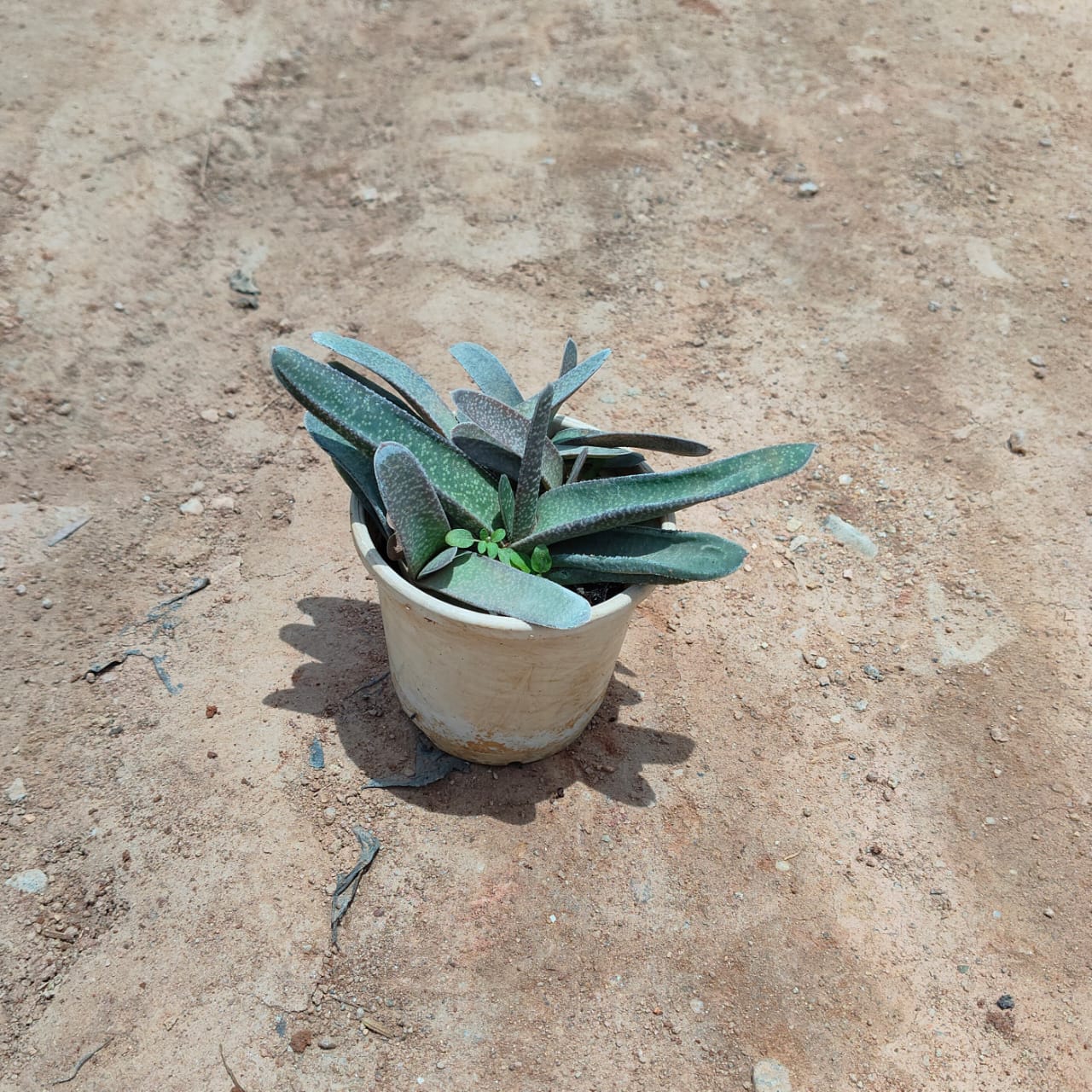 Gasteria Succulent in 5 Inch Nursery Pot