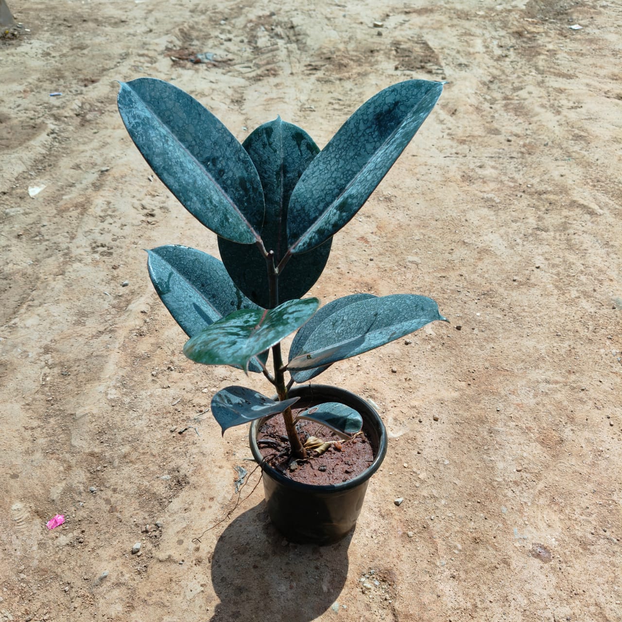 Rubber Black in 5 Inch Nursery Pot