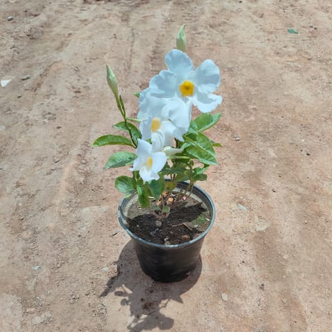 Allamanda White in 5 Inch Nursery Pot