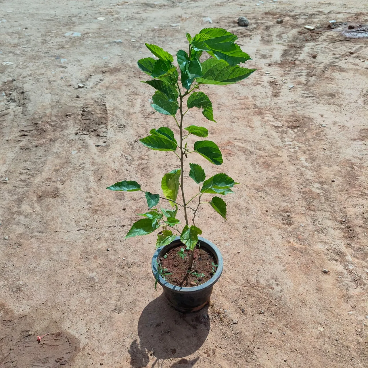 Hibiscus / Gudhal in 8 Inch Nursery Bag