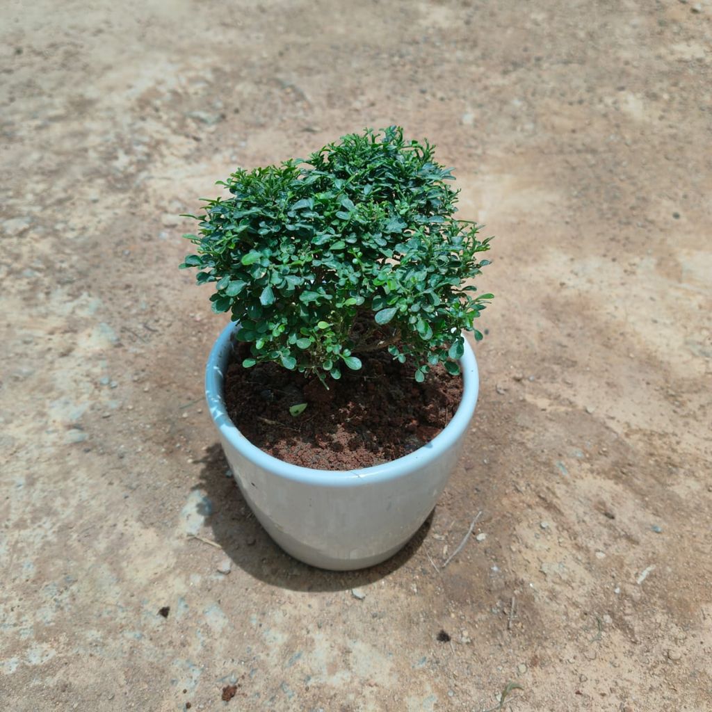 Buy Madhu kamini in 4 Inch Classy White Cup Ceramic Pot Online | Urvann.com Madhu kamini in 4 Inch Classy White Cup Ceramic Pot