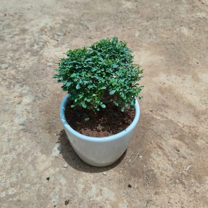 Buy Madhu kamini in 4 Inch Classy White Cup Ceramic Pot Online | Urvann.com